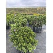 Сосна гірська Мугус 110-120 см